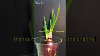 Plant growing time lapse in natureforest growing time lapsetimelapse plant planting seeds water [upl. by Noella]