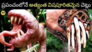 Top 10 most dangerous trees in the world🤯 Dangerous Trees😯 Facts Telugu MBP FACTS [upl. by Collette]