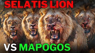 THEY WHERE THE NIGHTMARE OF THE LIONS OF MAPOGOS  SELATIS Male Lions Coalition [upl. by Tteltrab665]