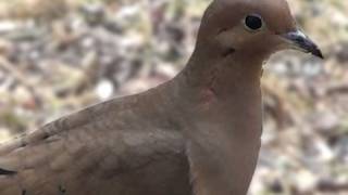 Mourning Dove  HD MiniDocumentary [upl. by Meer]