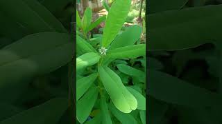 Butterfly plantcrotalaria plantkilukkiplantcrotalariaplantgardeningplantsnatureshorts [upl. by Oringas]