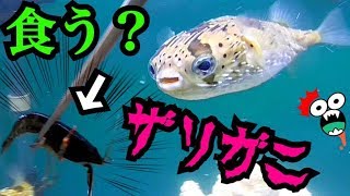 ハリセンボンに生きたザリガニを与えてみた結果…⁉︎ [upl. by Rie898]