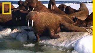 A Walrus Pup’s Swimming Lesson  Animal 24 [upl. by Monaco]