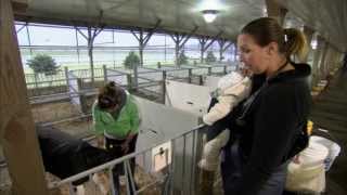 VetsOnCall  Dr Lindsey Peck cares for baby calves [upl. by Adelbert701]