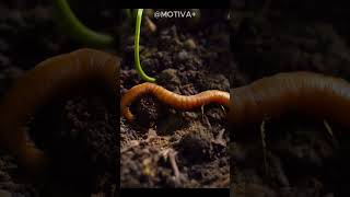 Lessons from an Earthworm quotSmall Actions Big Impactquot shorts motivation motivational [upl. by Nileuqcaj]