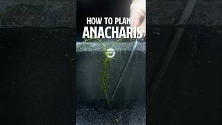 How to Plant Anacharis  Growing Anacharis [upl. by Lirbaj]