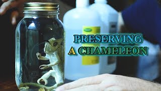 PRESERVING A CHAMELEON How I do a Wet Specimen [upl. by Enirahtac]