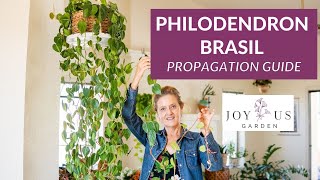 PHILODENDRON BRASIL PROPAGATION [upl. by Kacie]