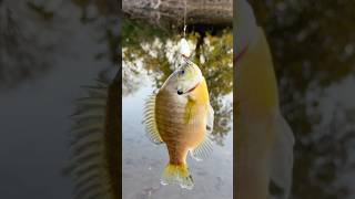 Nice bluegill Des Plaines River fishing Fall fishing bassfishing [upl. by Hedwiga]