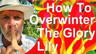 Tropical Gardens UK How to Overwinter the Glory Lily  Gloriosa superba [upl. by Notneuq]