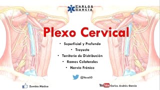 Anatomía  Plexo Cervical Superficial y Profundo Ramos Colaterales Nervio Frénico y Asa Cervical [upl. by Nicram]