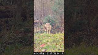 Hungry Coyote nationalforest wildlife [upl. by Nnaitsirhc33]