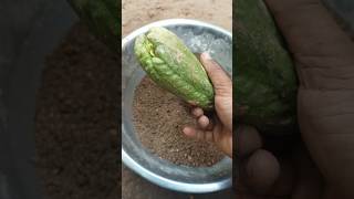 Making Eskush Seedling soil Gardening NuraeryTips Mixsoil Short Trending Eskush ViralShort [upl. by Mirak]