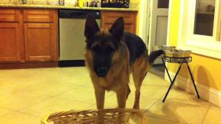 German Shepherd puppy putting away his toys Dunder 8 months [upl. by Joachim]