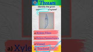 Tissues Part 11 Plant tissues  Class 9 Science  Complex permanent tissues  shorts [upl. by Maurice477]