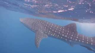 Placencia Belize Whale Sharks  On tour with Ray Caye Island Resort [upl. by Norbie]