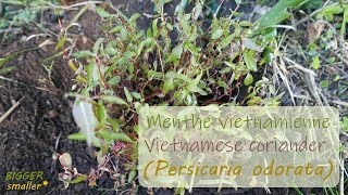 Menthe vietnamienne rau răm vietnamese coriander [upl. by Alak]