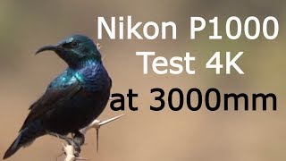 Nikon P1000 4K test Video at 3000mm [upl. by Novyat]