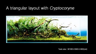 ADAview A triangular layout with Cryptocoryne [upl. by Kavita309]