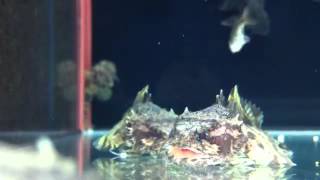 Freshwater Toadfish Allenbatrachus grunniens [upl. by Shulock497]