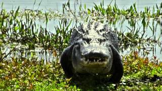 How fast is an American Alligator [upl. by Aiyot]