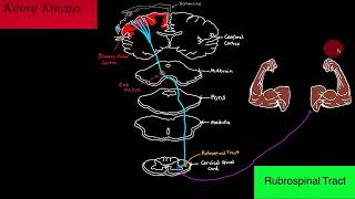 Rubrospinal Tract Motor Pathway [upl. by Avilla545]