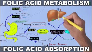 Folic Acid Metabolism  Folate Cycle [upl. by Gnilrets]