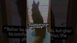 Love🧿youtube youtubeshorts shortvideo Swarnasinghofficial doglover loveshortvideo [upl. by Haimrej645]