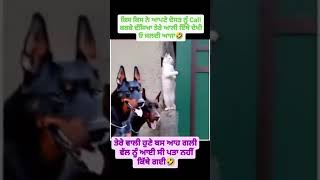 Ve tu Talja shokena punjabi funny punjabifunnyvideos funnyvideo trending punjabcity punjab 1m [upl. by Vinny]