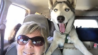 Huskies are the Queens of All Drama 🤣 FUNNIEST Animals Video [upl. by Valoniah]