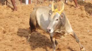 JALLIKATTU KING OF APPU அப்பு [upl. by Schlosser862]