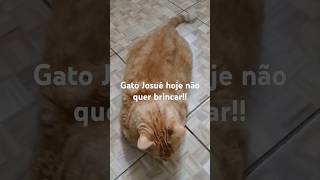 Gato Josué com preguiça cat gatos gatopreto pets petsvlog petlovers gato [upl. by Libby]