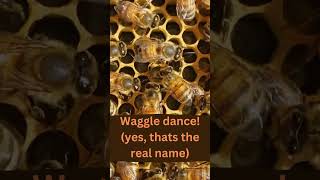 Honeybee Waggle Dance [upl. by Ahsiela]