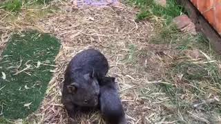 A wombat enclosure for Kathryn and Josephine [upl. by Odlavu471]