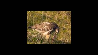 Must Watch birds animals hunts nature wildlife amazing shorts youtubeshorts [upl. by Allenaj]