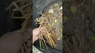 how to make organic fertilizer trendingshorts plants [upl. by Basile]