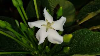 Rubiaceae Tocoyena bullata Vell Mart 21122022 [upl. by Atyekram]