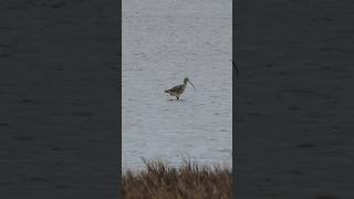 Longbilled Curlew pokes around in pond [upl. by Bonnette862]