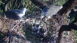 Dad bring one more whole fish 🐟 for lunch  SeaEagleCAM  Sept 14 2024 [upl. by Aydni]