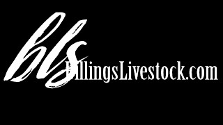 2023 February Billings Livestock Horse Sale [upl. by Yecam]