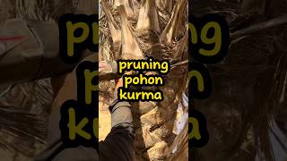 pruning pohon kurma emang bisa shorts tahukahkamu viralshort [upl. by Keefer889]