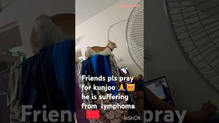 എന്റെ കുഞ്ഞൂ എനിക്കെന്റെ മകനേ പോലെ 🥰😻😭 lymphoma lymphocytes poordogsmedia7668 [upl. by Sixele]