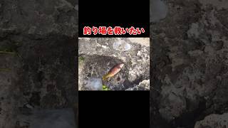 釣り場の問題を解決する動画釣り沖縄fishing [upl. by Yot]