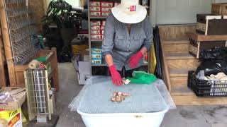 Harvesting Curing and Storing Shallots [upl. by Ines]