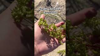 Native plant to the USA Artemisia campestris [upl. by Hertzfeld]