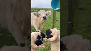 Feeding 🍎 to mini cows and sheep minicow mini cow bull victor farm cute animals boerderij [upl. by Hayyim]