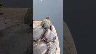 Lake Eola has amazing turtles that I never seen before lakeeola orlando [upl. by Reppiks]