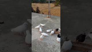 ZismSeJaanTak love bollywood shortvideo viralshort Birdslover1989 [upl. by Anirdua]