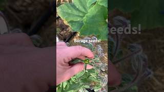 How to Find Borage Seeds gardening [upl. by Herm907]