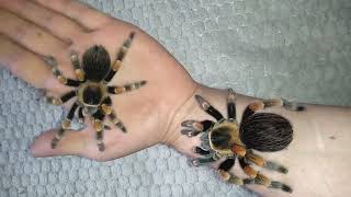 Brachypelma hamorii female 😍🔥🕷️ [upl. by Haleehs]